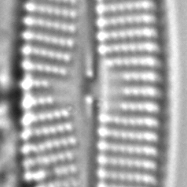 Navicula cryptocephaloides LM5