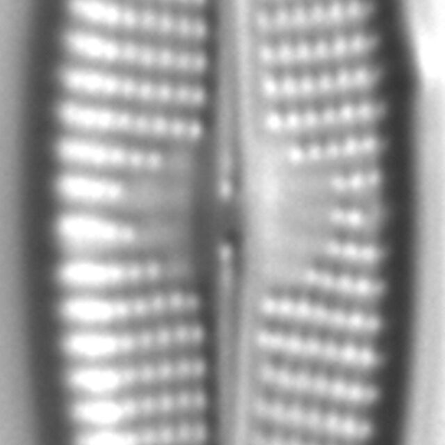 Navicula cryptocephaloides LM4