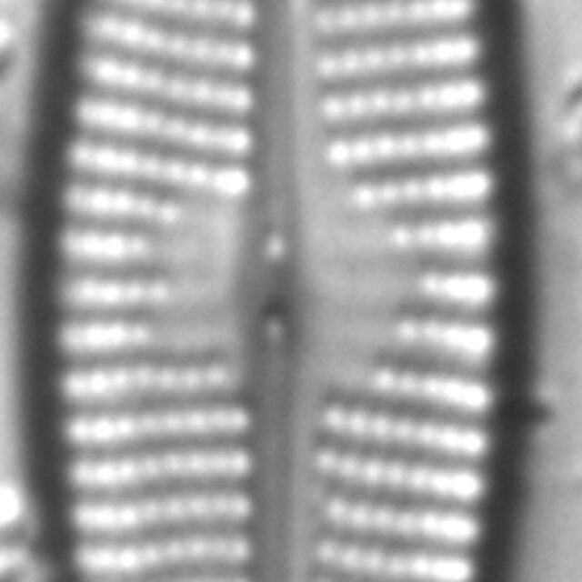 Navicula cryptocephaloides LM3