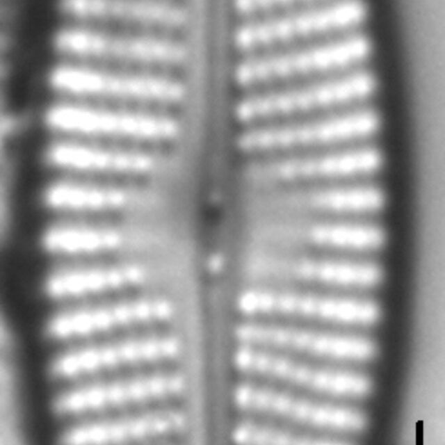 Navicula cryptocephaloides LM2