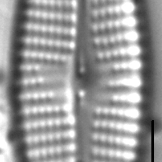 Navicula cryptocephaloides LM1