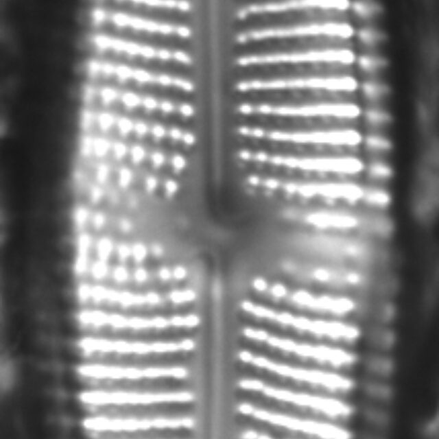 Neidium distinctepunctatum LM6