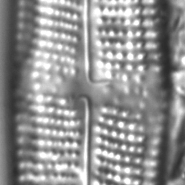 Neidium distinctepunctatum LM5