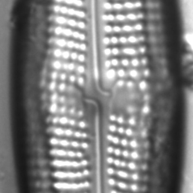 Neidium distinctepunctatum LM4