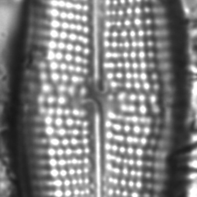 Neidium distinctepunctatum LM3