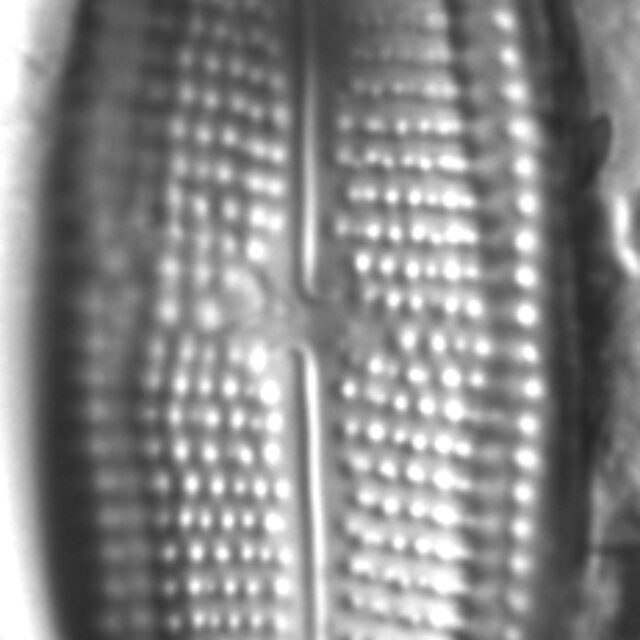 Neidium distinctepunctatum LM2