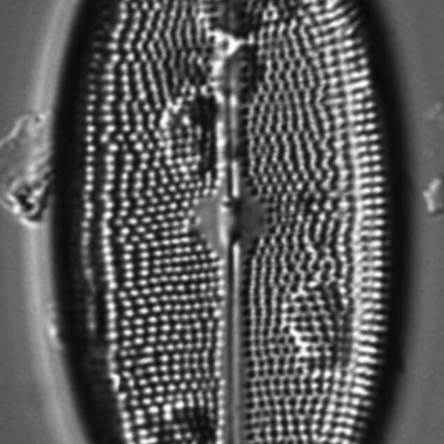 Neidium amphigomphus LM1