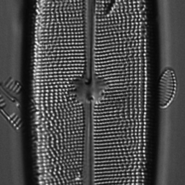 Neidium amphigomphus LM5