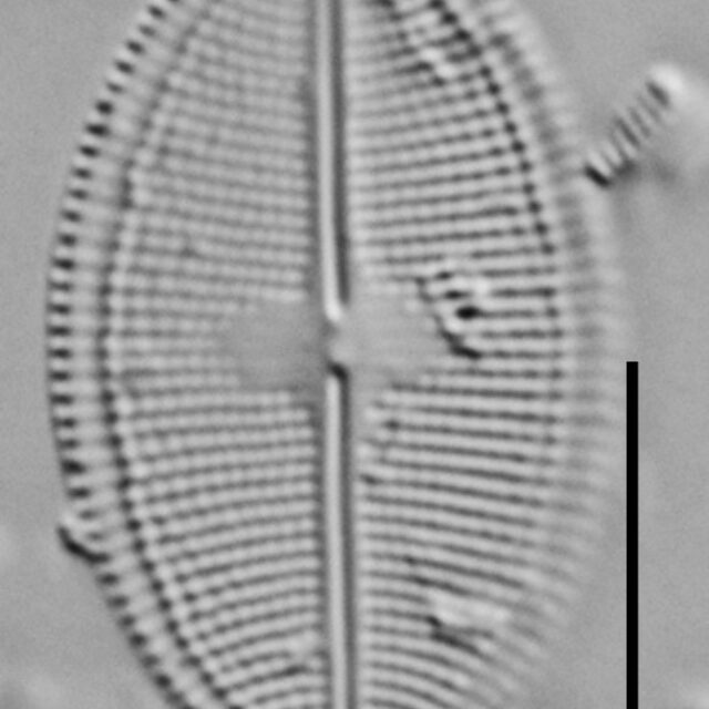 Neidium densestriatum LM5