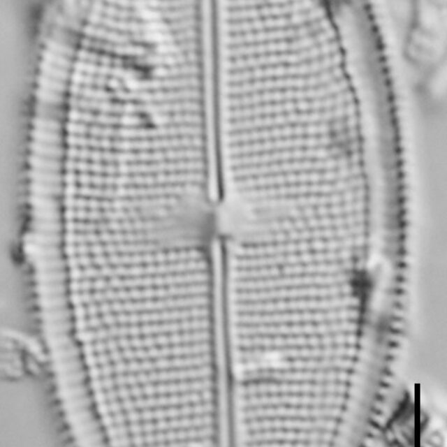 Neidium densestriatum LM4