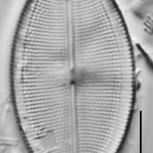 Neidium densestriatum LM3