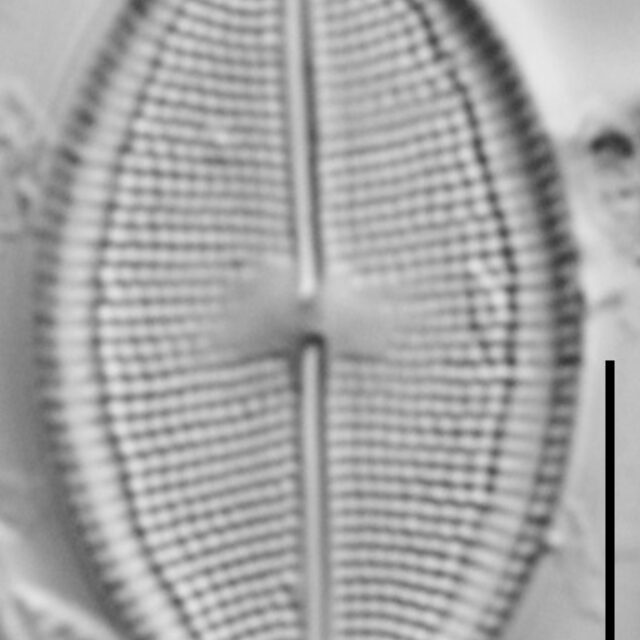 Neidium densestriatum LM2