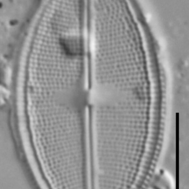 Neidium densestriatum LM1