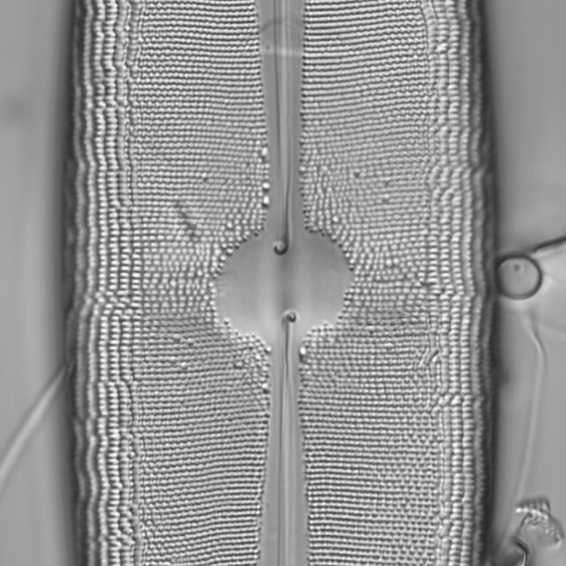 Neidium dilatatum 1 L1430