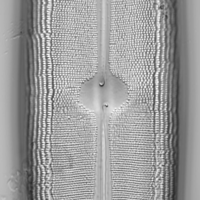 Neidium dilatatum 2 L1428