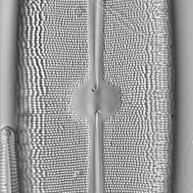 Neidium dilatatum 6 L1430