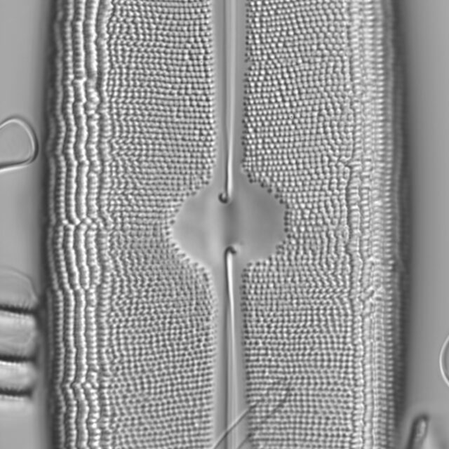 Neidium dilatatum 7 L1430