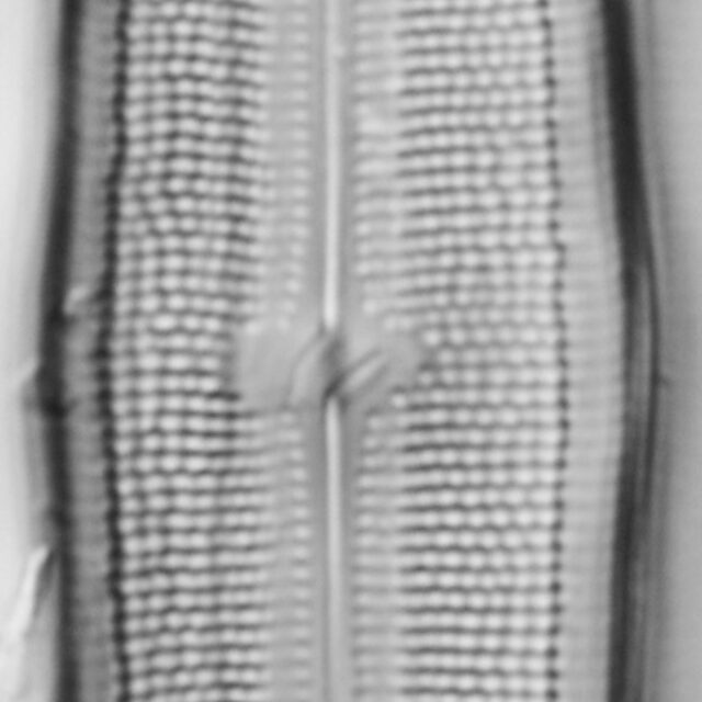 Neidium hitchcockii LM8