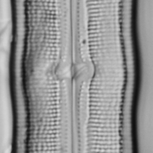 Neidium hitchcockii LM10