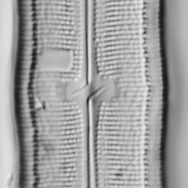 Neidium hitchcockii LM6