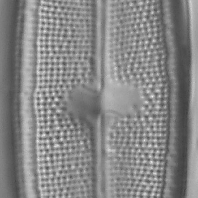 Neidium Productum Lm1