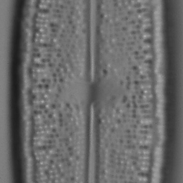 Neidium Productum Lm2