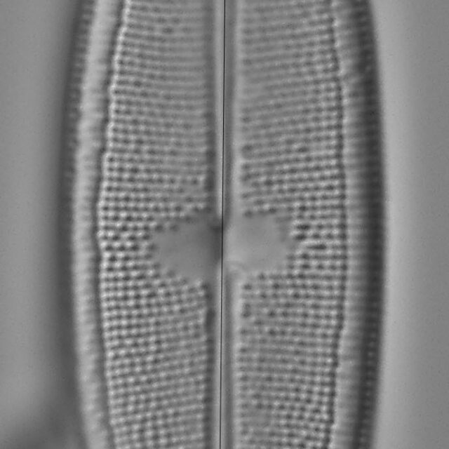 Neidium Productum Lm4