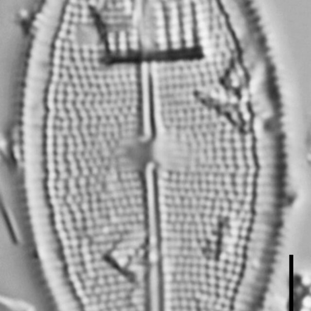 Neidium pseudodensestriatum LM5