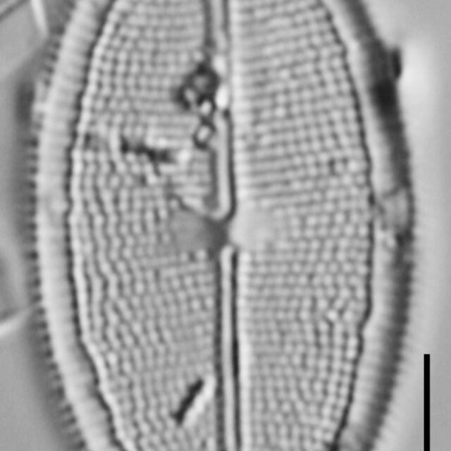 Neidium pseudodensestriatum LM4