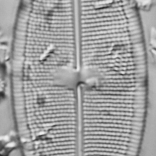 Neidium pseudodensestriatum LM3