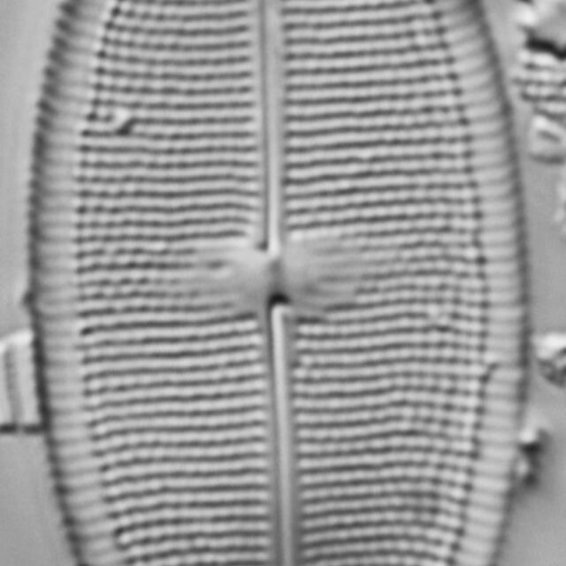 Neidium pseudodensestriatum LM2