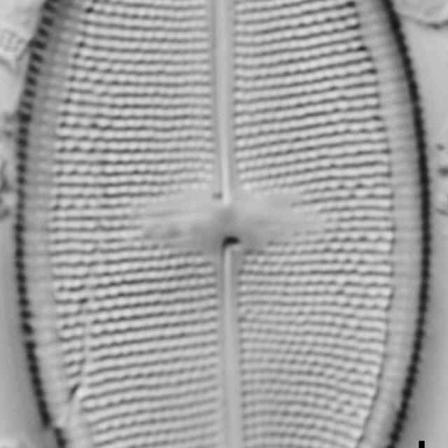 Neidium pseudodensestriatum LM1