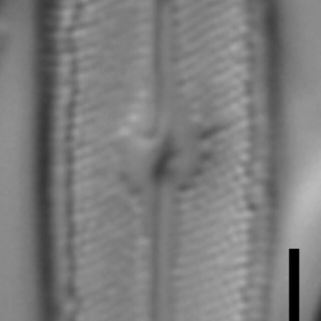 Neidium hercynicum LM7