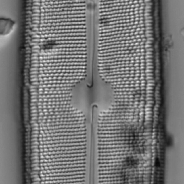 Neidium amphigomphus LM4