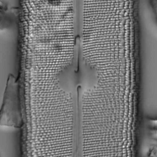 Neidium amphigomphus LM6