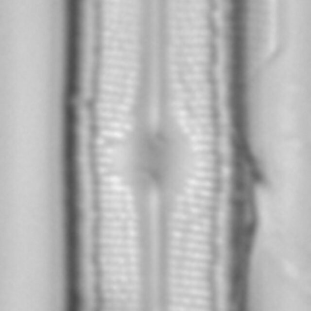 Neidium capsulare LA15 1