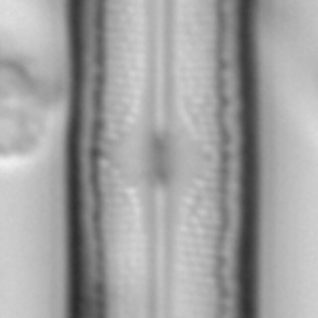 Neidium capsulare LA15 2