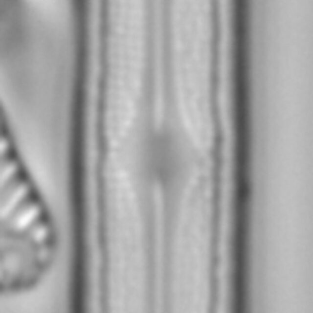 Neidium capsulare LA15 4