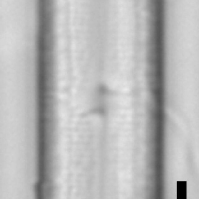 Neidium capsulare LA15 7