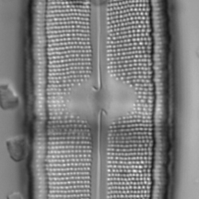 Neidium fossum LM1