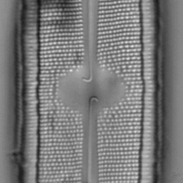 Neidium fossum LM2