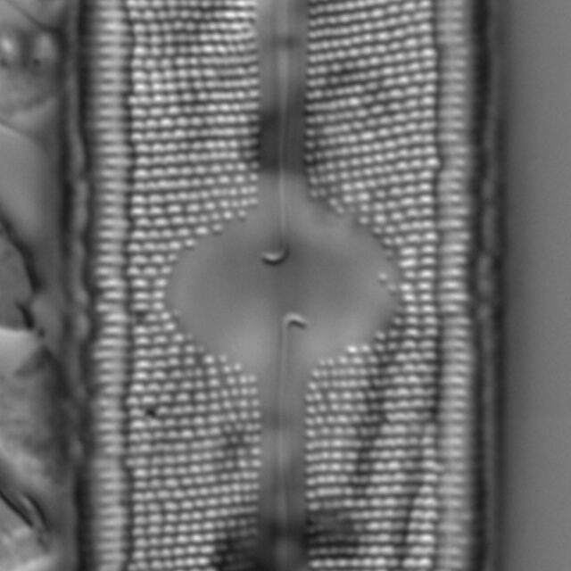 Neidium fossum 2x