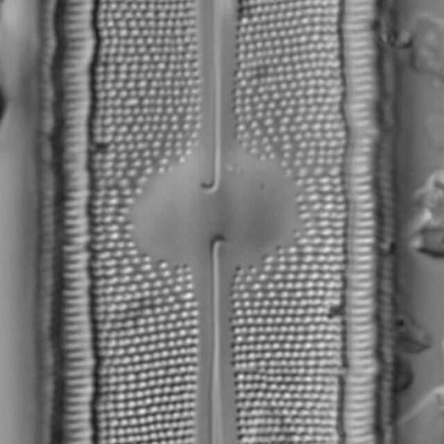 Neidium fossum LM5