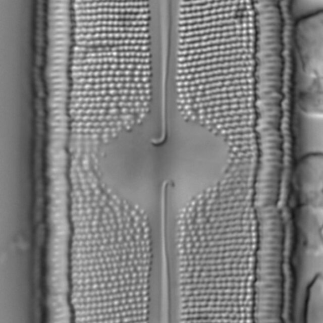 Neidium fossum LM6