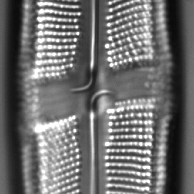 Neidium bobmarshallensis LM11