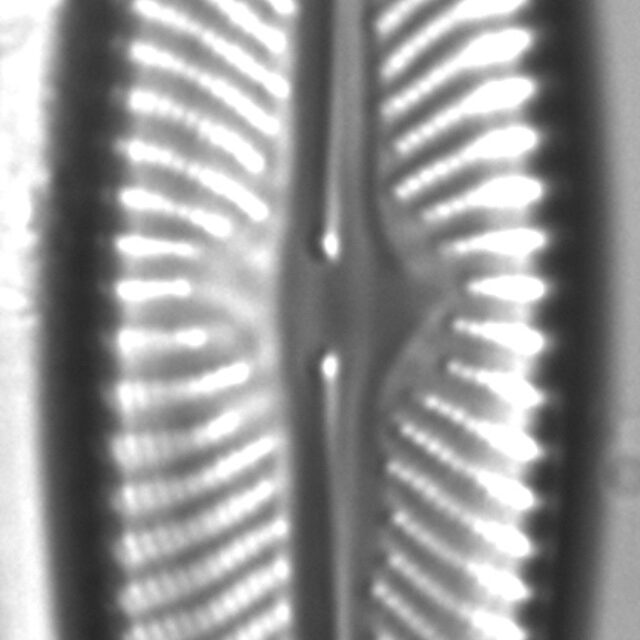 Navicula flatheadensis LM6