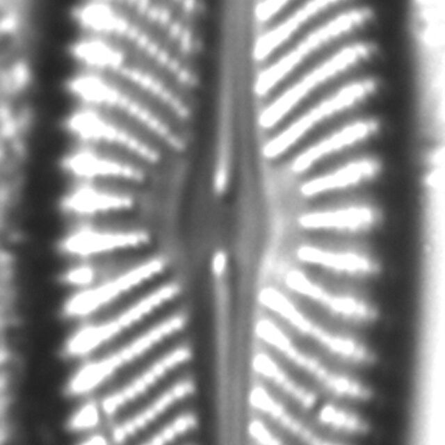 Navicula flatheadensis LM4