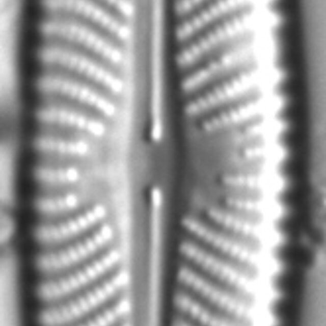 Navicula flatheadensis LM3