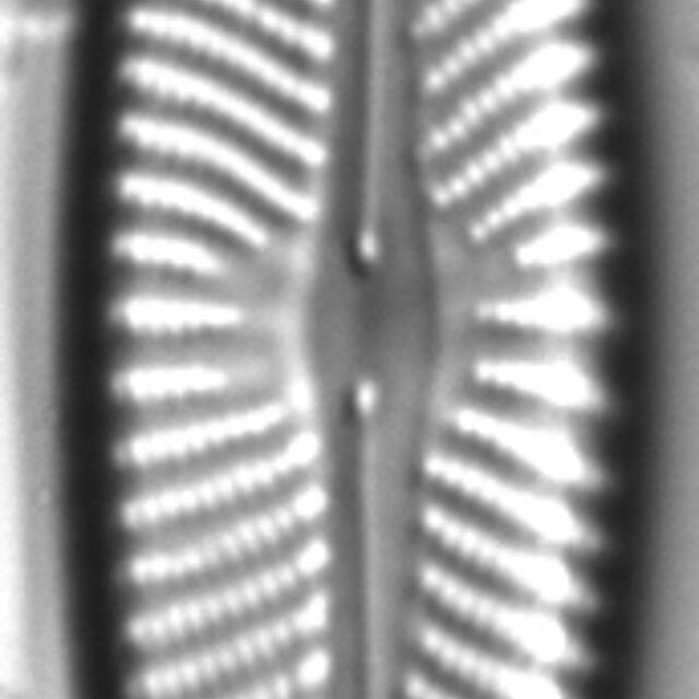 Navicula flatheadensis LM2