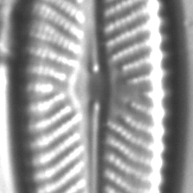 Navicula flatheadensis LM1